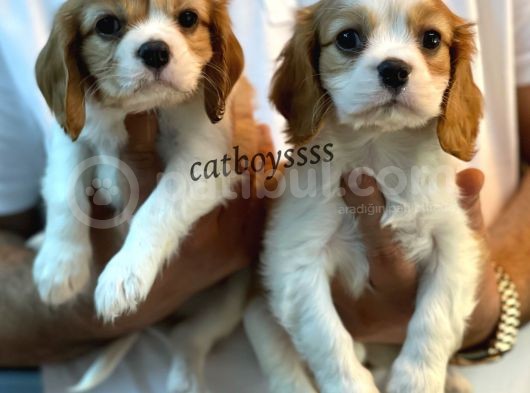 Sağlık Ve Irk Garantili Cavalier King Charles Yavrular görsel