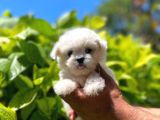 Dişi Ve Erkek Mevcut Maltese Terrier