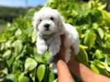Tatli Maltese Yavrumuz