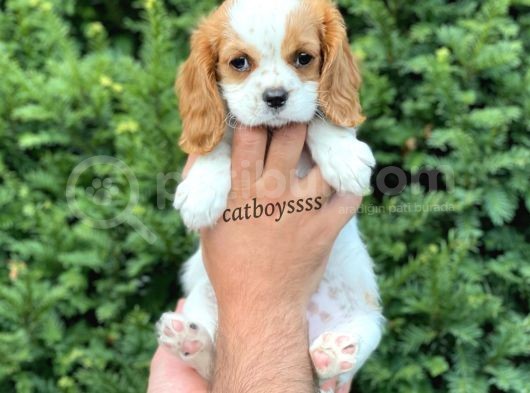 Sevimli Dişi Cavalier King Charles Yavrumuz