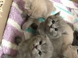 45 Günlük Scottish Fold Britishshort Hair Gri Ve Lilac Yavrular
