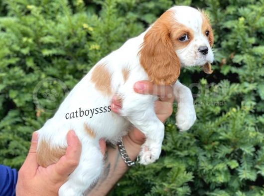 Sevimli Dişi Cavalier King Charles Yavrumuz görsel