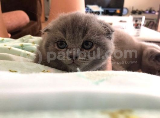 45 Günlük Scottish Fold Britishshort Hair Gri Ve Lilac Yavrular görsel