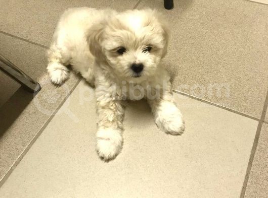 Tatli Di̇şi̇ Malti̇poo görsel