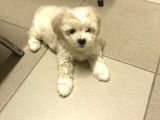 Şirin Maltipoo