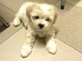 Şirin Maltipoo