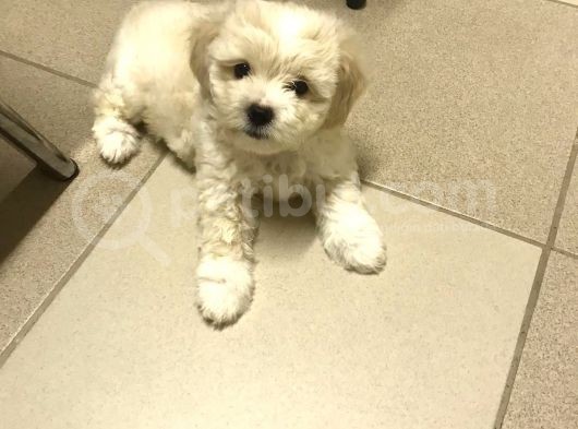 Şirin Maltipoo görsel