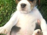 Beagle