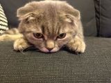 11 Aylık Scottish Fold