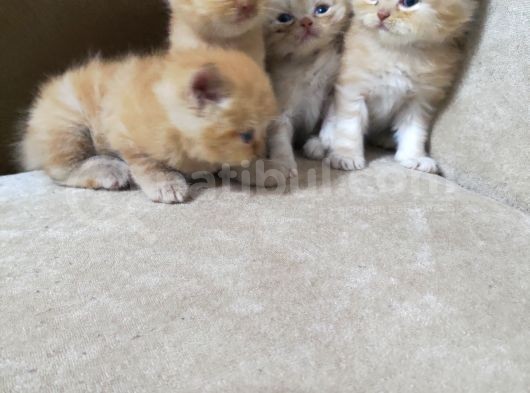 Mavi Gözlü Yavrular Yuva Arıyorlar görsel