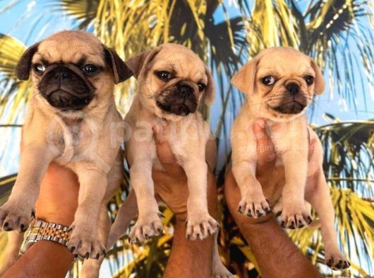 Krem Pug Yavrularım