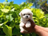 Dişi Ve Erkek Mevcut Maltese Terrier