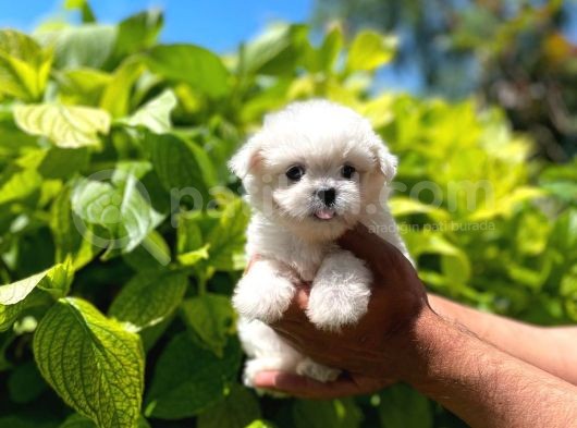 Dişi Ve Erkek Mevcut Maltese Terrier görsel