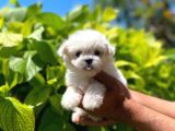 Dişi Ve Erkek Mevcut Maltese Terrier