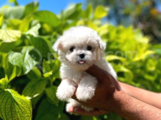 Dişi Ve Erkek Mevcut Maltese Terrier görsel