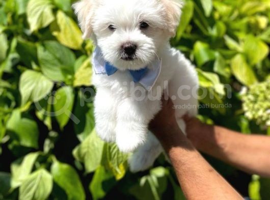 Anne Altindan Maltese Terrier görsel