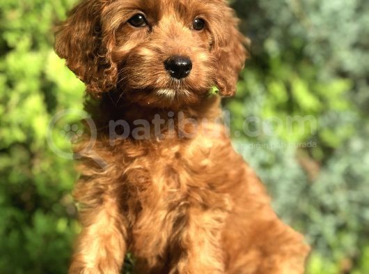 Red Brown Maltipoo görsel