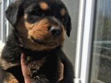 Uygun Rottweiler Yavruları