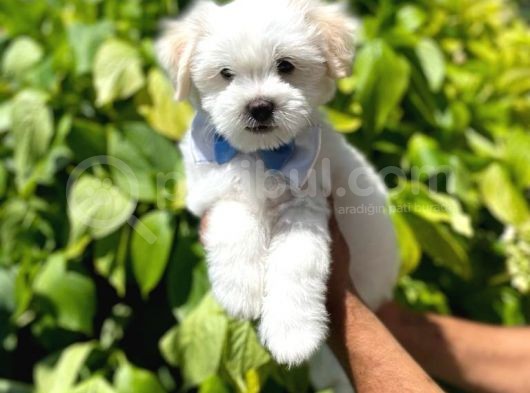 Anne Altindan Maltese Terrier