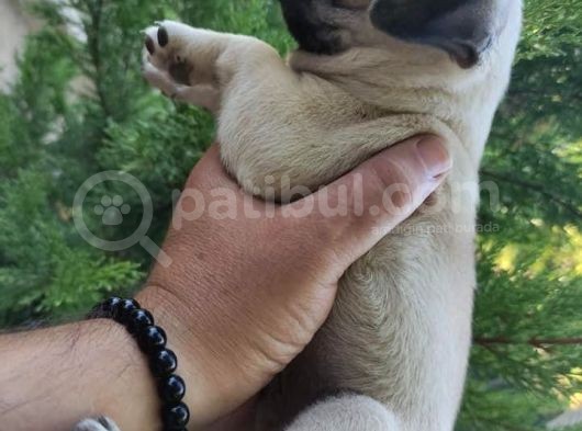Pekinez Yavrular görsel