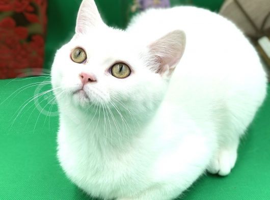 Scottish Straight White Erkek görsel