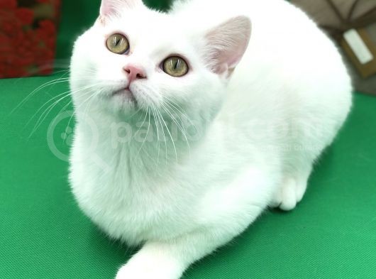 Scottish Straight White Erkek görsel