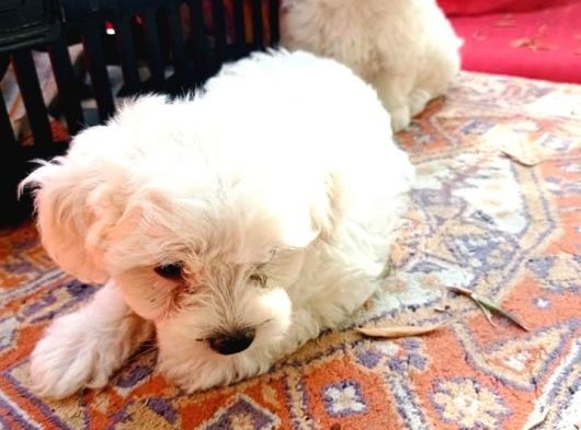 Maltese Terrier Yavrular görsel