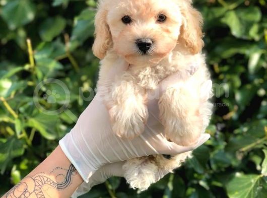 Toy Poodle Yavrular görsel