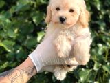 Toy Poodle Yavrular