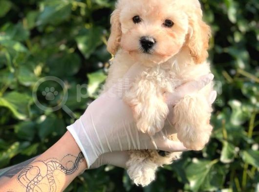 Toy Poodle Yavrular görsel