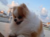 Tecaup Pomeranian Boo