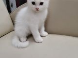 2 Aylık Beyaz British Erkek