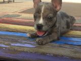 2.5 Aylık Erkek - Blue Merle French Bulldog