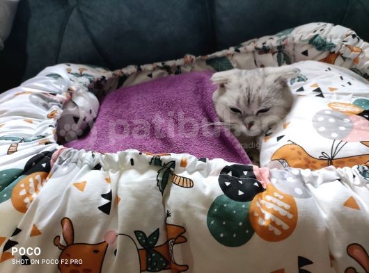 Scottish Fold Silver Cinsi Yavrum Yeni Yuva Arıyor görsel