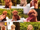 Toy Poodle Yavrular  ( red,red brown,apricot,silver,siyah)