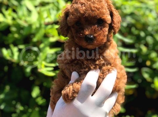 Toy Poodle Yavrular  ( Red,Red Brown,Apricot,Silver,Siyah) görsel