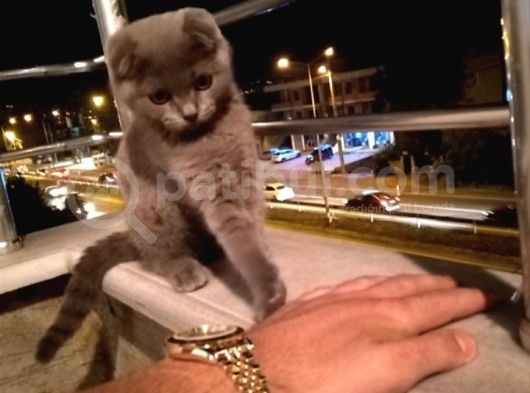 3 Aylık Safkan Dişi görsel