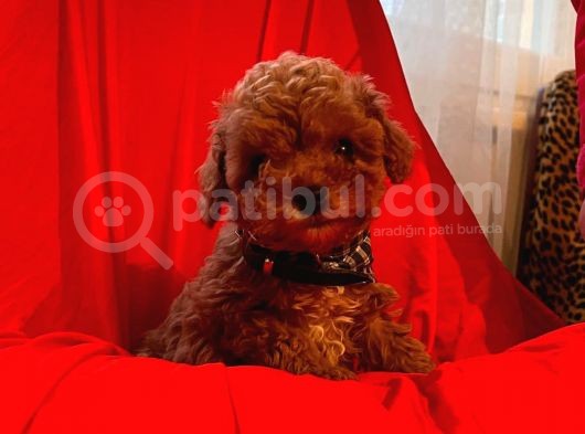 Safkan Toy Poodle Yavrularımız görsel