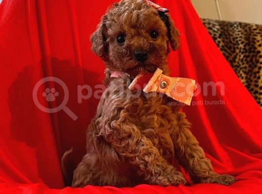 Safkan Toy Poodle Yavrularımız