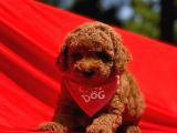 Safkan Toy Poodle Yavrularımız