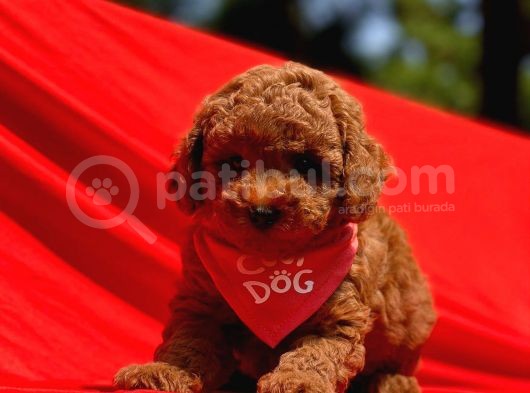 Safkan Toy Poodle Yavrularımız görsel