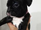 French Bulldog Yavrularımız