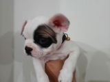 French Bulldog Yavrularımız