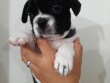 French Bulldog Yavrularımız