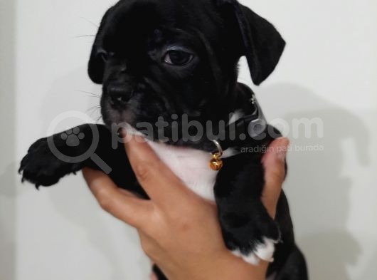 French Bulldog Yavrularımız görsel