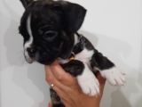 French Bulldog Yavrularımız