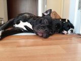 French Bulldog Yavrularımız