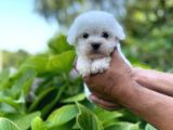 Minik Maltese Terrrier