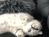 5 Aylık Dişi Scottish Fold Silver Shaded