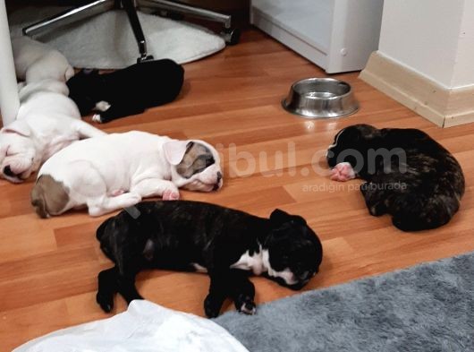 French Bulldog Yavrularımız